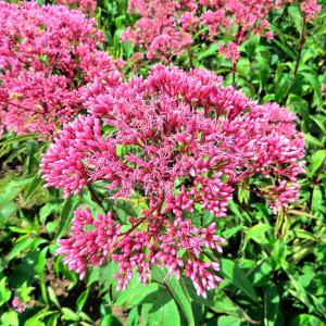 国華園 花苗 ヒヨドリバナ 洋種赤花系 1株 花の苗の商品画像