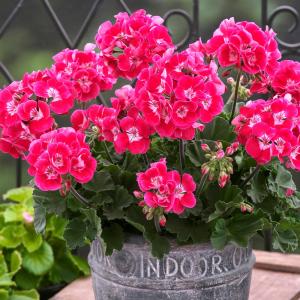 花苗 ゼラニウム ロザリア（品種登録出願中） 1株 : 花と緑 国華園