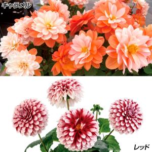 花苗 ダリア ラベラ グランデセット 2種4株 花の苗