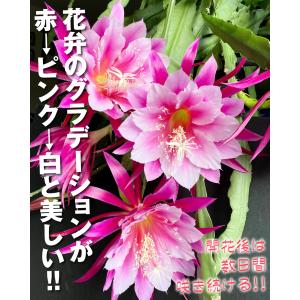 花苗 孔雀サボテン 藤娘 2株の詳細画像1