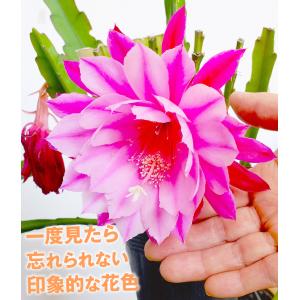 花苗 孔雀サボテン 藤娘 2株の詳細画像2