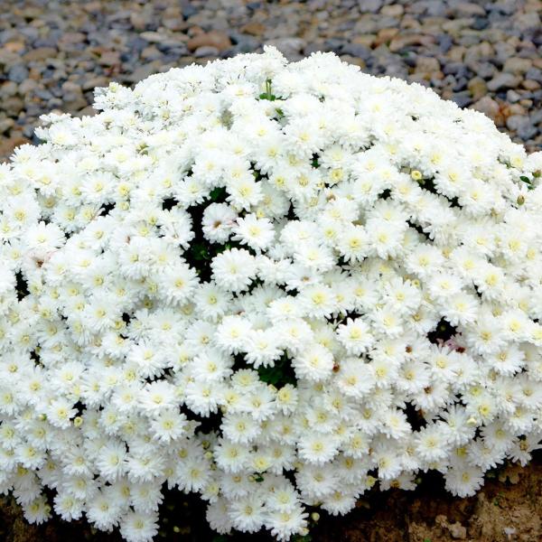 花苗 デンドランセマ フロスティーイグロー 2株