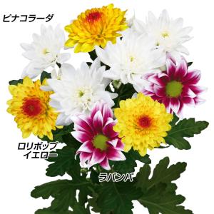 9月咲スプレー菊 : e-MUMshop Yahoo!店 - 通販 - Yahoo!ショッピング