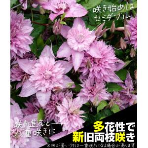 花苗 クレマチス マルチピンク 1株 花の苗の詳細画像2