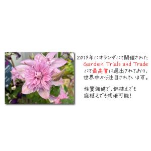 花苗 クレマチス マルチピンク 1株 花の苗の詳細画像3