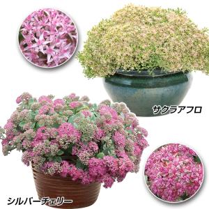花苗 セダム モコランドセット 2種2株 PW 花の苗