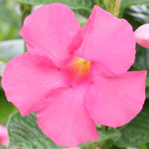 花苗 マンデビラ ローズジャイアント 2株 花の苗