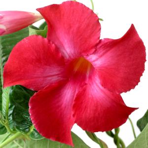 花苗 マンデビラ ルビースター 2株 花の苗