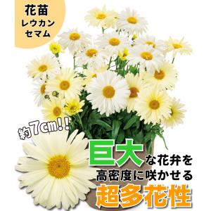 国華園 花苗 レウカンセマム バナナクリーム(...の詳細画像1