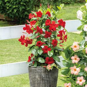 ラン フォアゴットンフルーツ 開花見込み株 1株 : 花と緑 国華園