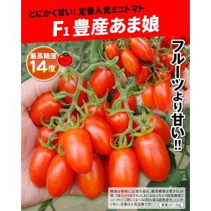 接木野菜苗 ミニトマト 接木F1豊産あま娘 1...の詳細画像1
