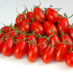 接木野菜苗 ミニトマト 接木F1ハニーキャンディ 1株 やさいなえ なえ 国華園