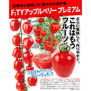 接木野菜苗 ミニトマト 接木F1TYアップルベ...の詳細画像1