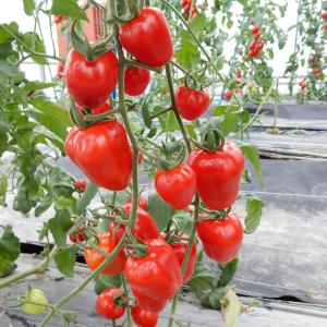接木野菜苗 ミニトマト 接木F1TYアップルベ...の詳細画像3