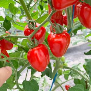 接木野菜苗 ミニトマト 接木F1TYアップルベ...の詳細画像4
