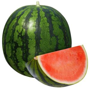 接木野菜苗 種なしスイカ 接木F1種なしキングEX 1株 西瓜 やさいなえ なえ 国華園