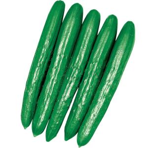 接木野菜苗 キュウリ 接木F1夢そだち 1株 胡瓜 やさいなえ なえ 国華園