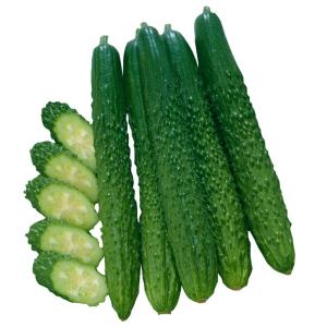 接木野菜苗 キュウリ 接木F1シャキット 1株 胡瓜 やさいなえ なえ 国華園