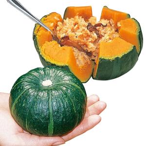 実生野菜苗 ミニカボチャ F1ポシェットEX 1株 南瓜 自根苗 やさいなえ なえ 国華園