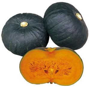 実生野菜苗 カボチャ F1神の杜（かんのもり） 1株 南瓜 自根苗 やさいなえ なえ 国華園