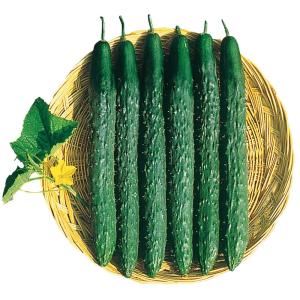 実生野菜苗 キュウリ F1北京四葉 2株 胡瓜 スーヨー 自根苗 やさいなえ なえ 国華園