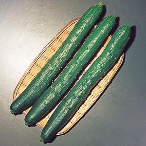 実生野菜苗 キュウリ 夏節成きゅうり 2株 胡瓜 自根苗 やさいなえ なえ 国華園