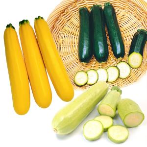 実生野菜苗 ズッキーニ 実生ズッキーニセット 3種6株 set 自根苗 やさいなえ なえ 国華園