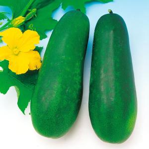 実生野菜苗 トウガン 沖縄ミニ冬瓜 2株 とうがん 自根苗 やさいなえ なえ 国華園