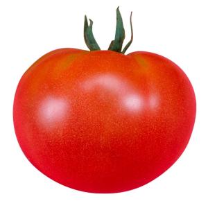 実生野菜苗 大玉トマト F1サターン 2株 自根苗 やさいなえ なえ 国華園