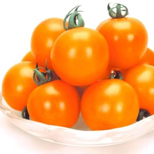 実生野菜苗 中玉トマト F1オレンジボール 1株 自根苗 やさいなえ なえ 国華園