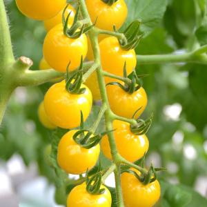 実生野菜苗 ミニトマト F1ＣＦプチぷよ イエロー 1株 自根苗 やさいなえ なえ 国華園