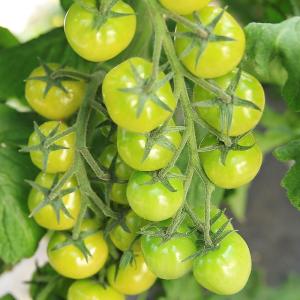 実生野菜苗 ミニトマト F1ＣＦプチぷよグリーン 1株 自根苗 やさいなえ なえ 国華園