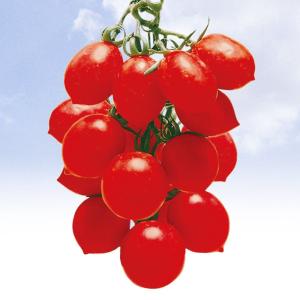 種 野菜たね ミニトマト イタリアミニトマト 1袋（0.5ml） やさいの種 国華園