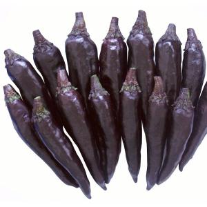 種 野菜たね トウガラシ 紫とうがらし 1袋（30粒） 唐辛子 やさいの種 国華園