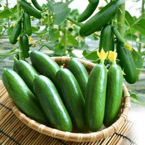 大人気！】野菜・種/種子 おおまさりネオ 落花生・生もの種 1dl(約35粒