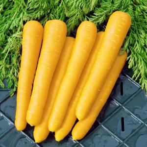 種 野菜たね ニンジン F1金美シトロン 1袋(コート種子180粒)