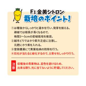 種 野菜たね ニンジン F1金美シトロン 1袋...の詳細画像2