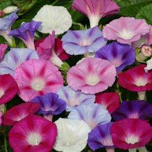 種 花たね つる植物 西洋朝顔 ヴェニスピンク 1袋(600mg) : 花と緑 国