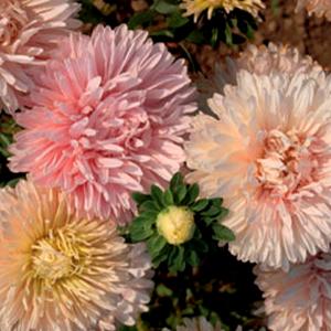 種 花たね アスター アポロニア混合 1袋(40...の商品画像