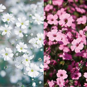 種 花たね かすみ草混合 1袋(400mg)