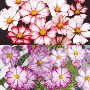 種 花たね ダリア コラレット咲混合 1袋(250mg) : 花と緑 国華園