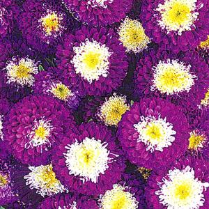 種 花たね アスター ポンポンアスター バイカラ...の商品画像