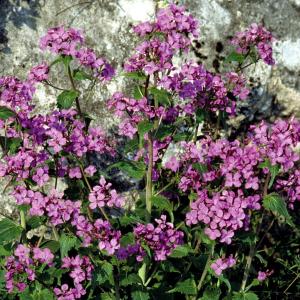 種 花たね ゴウダソウ 紫花 1袋(1000mg)の商品画像