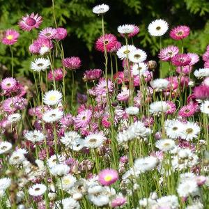 種 花たね ヘリプトラム混合 1袋(300mg)