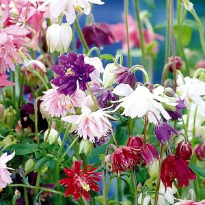 種 花たね オダマキ 西洋おだまき混合 1袋(150mg) : 花と緑 国華園