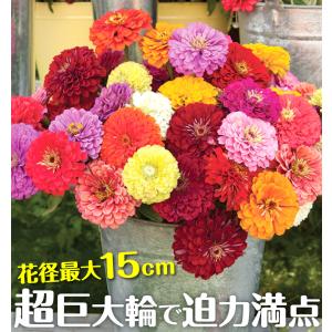 種 花たね 百日草 切花向き巨大輪混合 1袋(...の詳細画像1