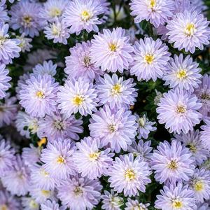 種 花たね アスター コンフェッティ 1袋(25粒)