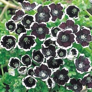 種 寒冷地向き春まき 花たね ネモフィラ ペニーブラック 1袋(400mg) / 花種 寒地向き 花の種 はなたね ネモフィラの種