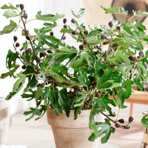 青花 イチジク　苗木　青皮変異種 果樹苗 イチジク 青皮(チンピ) 1株 : 花と緑 国華園 - 通販 - Yahoo
