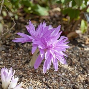 夏植え球根 コルチカム ウォーターリリー 早期割引 1球
